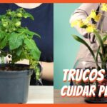 Cómo tener éxito cultivando y cuidando flores Tidy Tips
