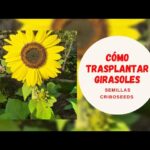 Cómo transplantar girasoles de manera exitosa