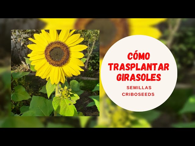 Cómo transplantar girasoles de manera exitosa