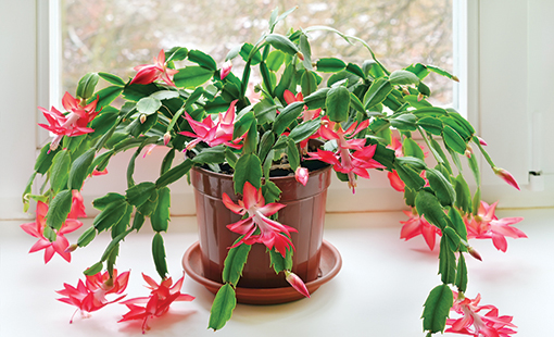 Cómo transplantar un cactus de Navidad correctamente