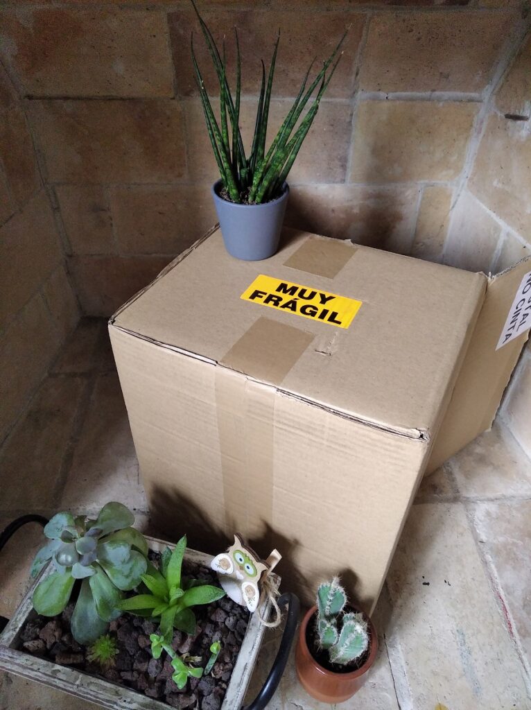 Cómo transportar plantas en viajes dentro del país