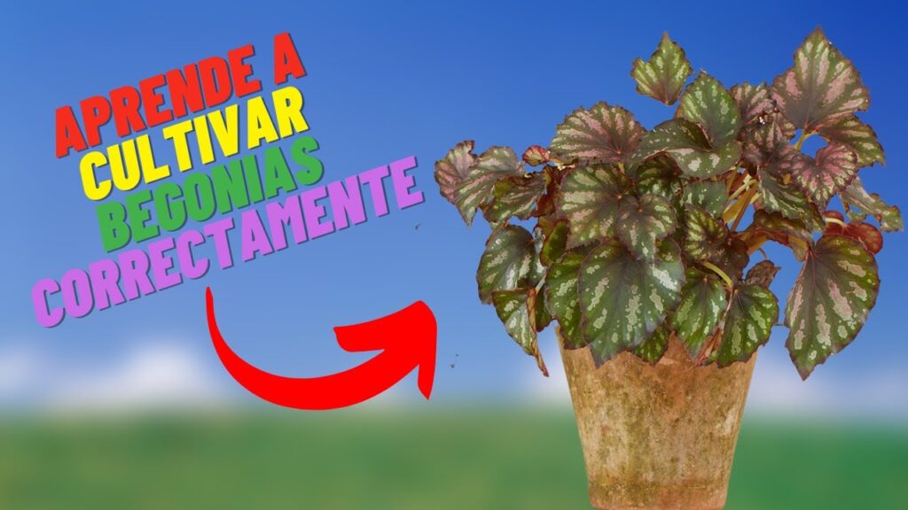 Cómo trasladar una begonia a una maceta más grande