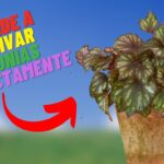 Cómo trasladar una begonia a una maceta más grande