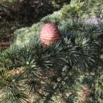 Cómo trasplantar árboles de cedro de manera exitosa