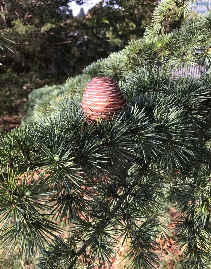 Cómo trasplantar árboles de cedro de manera exitosa