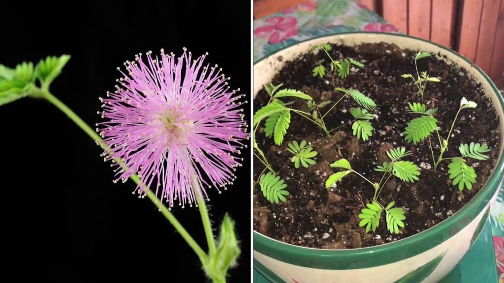 Cómo trasplantar árboles de mimosa de forma exitosa