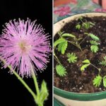 Cómo trasplantar árboles de mimosa de forma exitosa