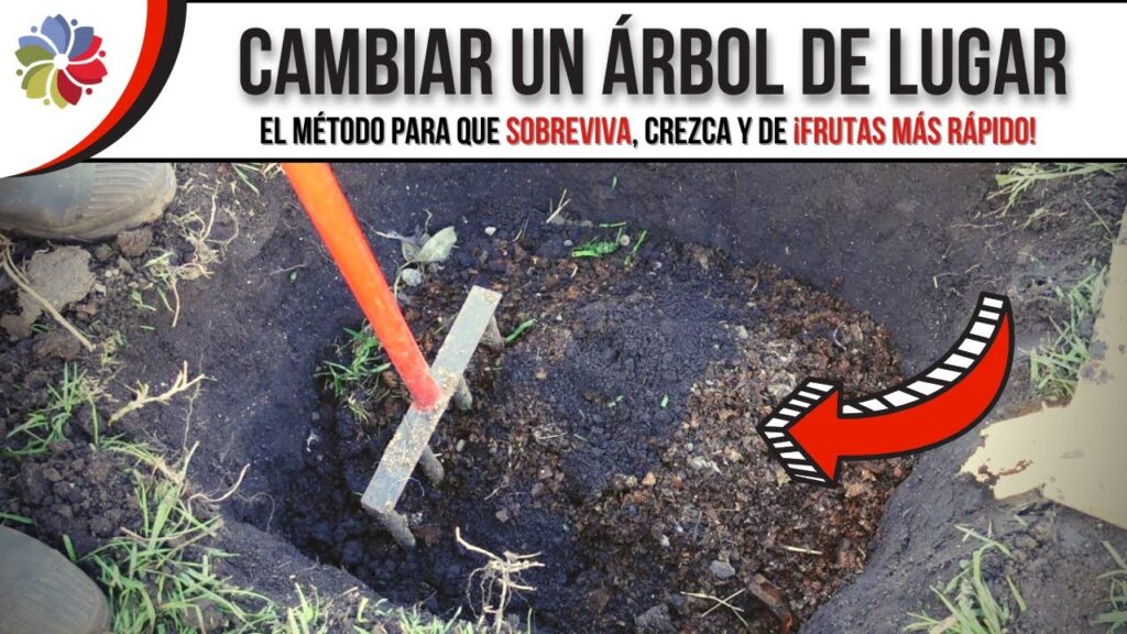Cómo trasplantar árboles frutales en la mejor época del año