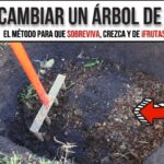 Cómo trasplantar árboles frutales en la mejor época del año