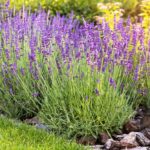 Cómo trasplantar lavanda en el jardín correctamente