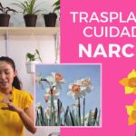 Cómo trasplantar narcisos en macetas una vez florecidos