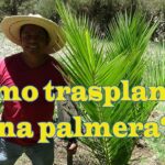 Cómo trasplantar palmas de caña en el momento adecuado