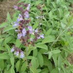 Cómo trasplantar salvia en tu jardín de forma sencilla