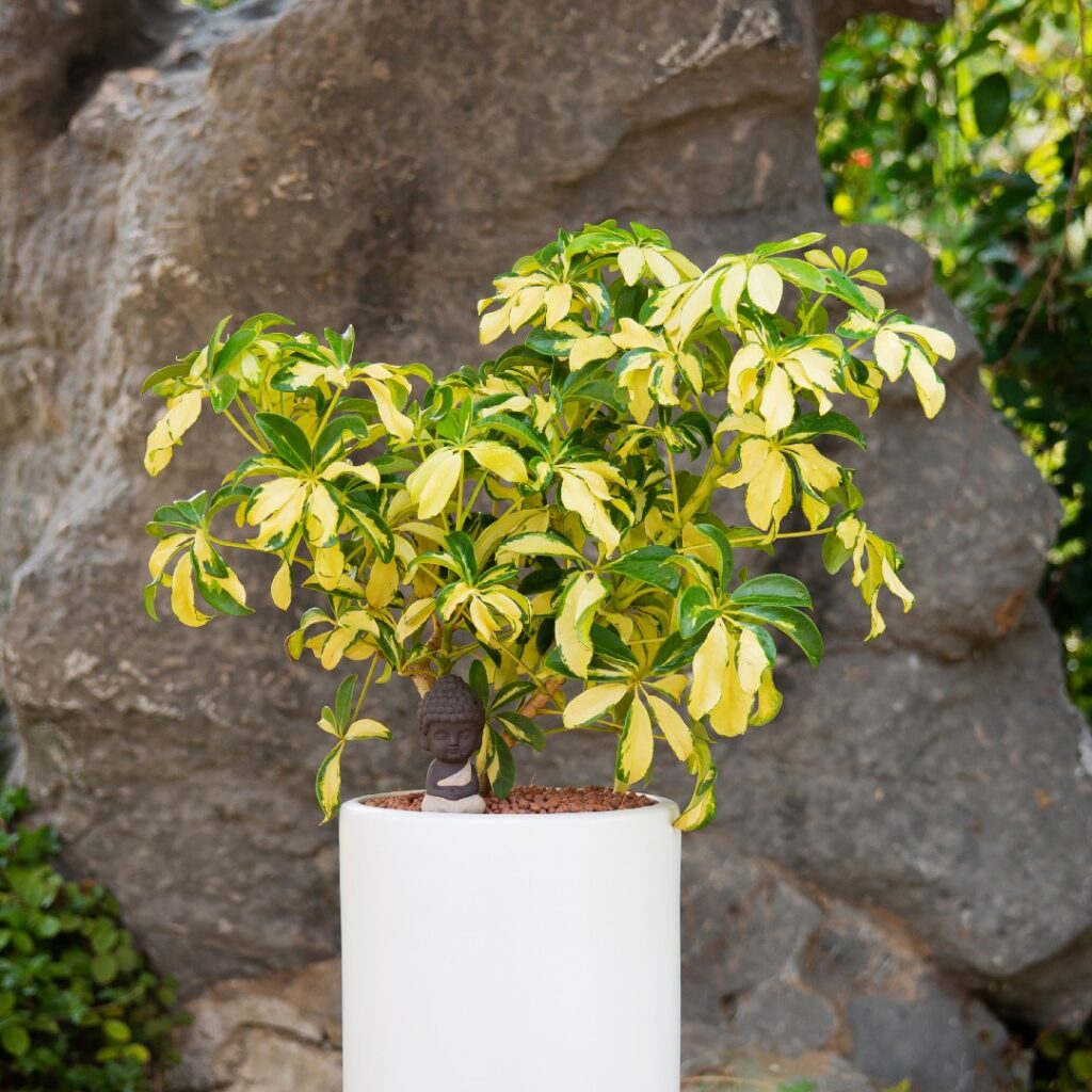 Cómo trasplantar schefflera en maceta correctamente