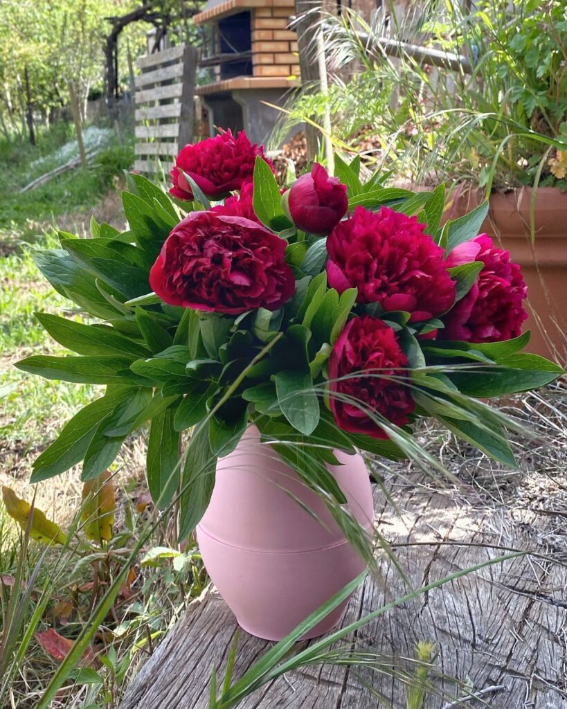 Cómo trasplantar una peonía establecida en el jardín