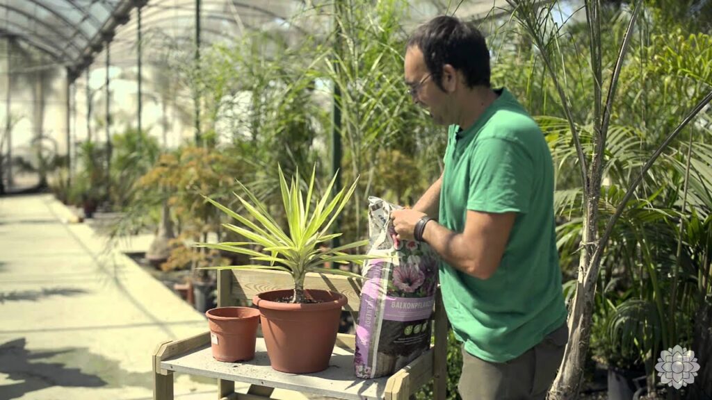 Cómo trasplantar yucas de forma correcta en el jardín