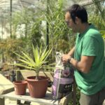 Cómo trasplantar yucas de forma correcta en el jardín