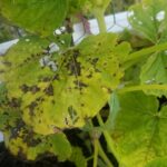 Cómo tratar agujeros y manchas en hojas de calabaza