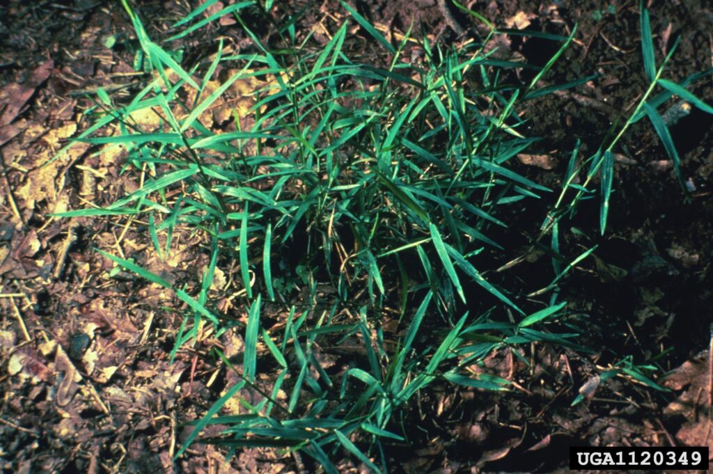 Cómo tratar eficazmente el Nimblewill Killer en el césped