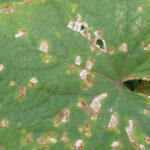 Cómo tratar el Angular Leaf Spot en las plantas de forma efectiva