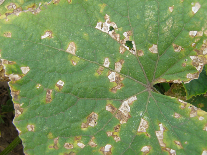 Cómo tratar el Angular Leaf Spot en las plantas de forma efectiva