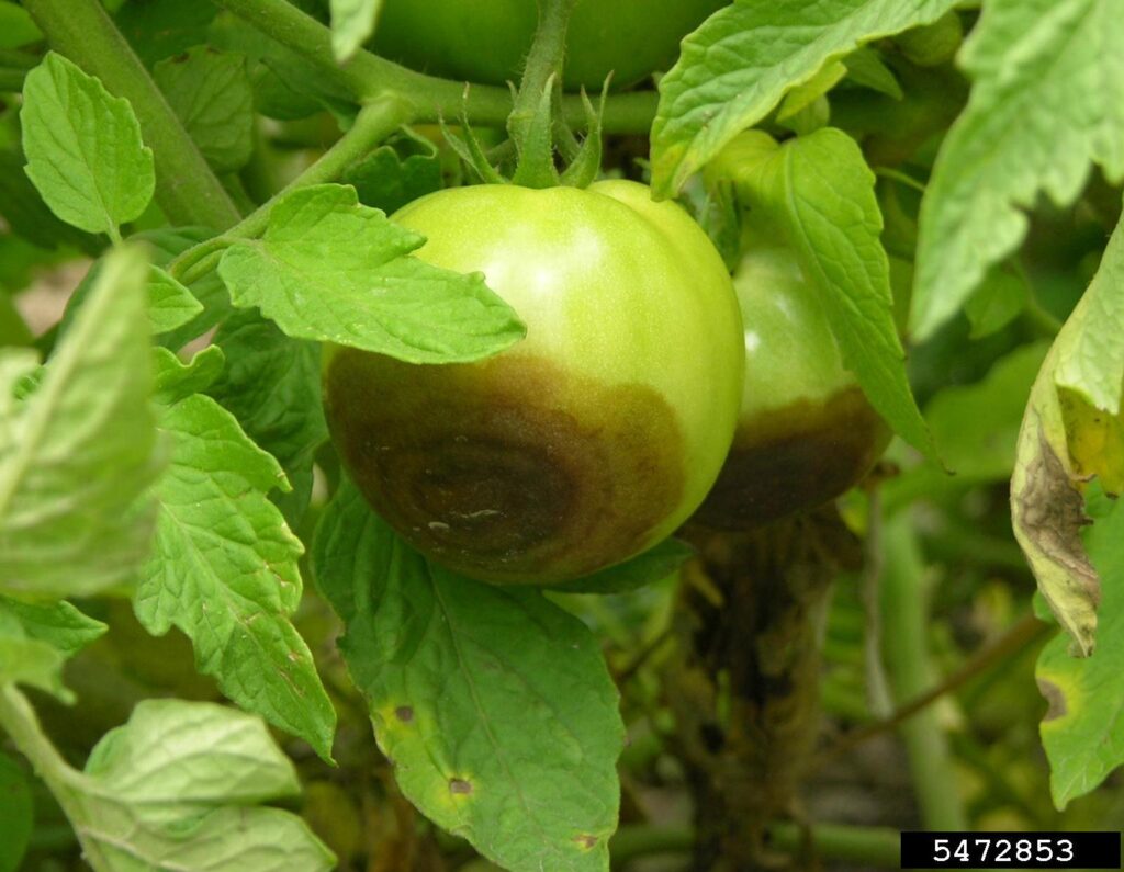 Cómo tratar el Buckeye Rot en tomates de manera efectiva