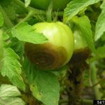 Cómo tratar el Buckeye Rot en tomates de manera efectiva