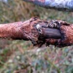 Cómo tratar el hongo de concha de roble de manera efectiva