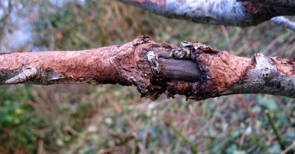 Cómo tratar el hongo de concha de roble de manera efectiva