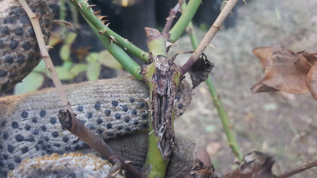 Cómo tratar el hongo del cancro en tallos de rosas