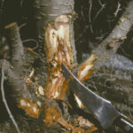 Cómo tratar el root rot en azaleas causado por Phytophthora