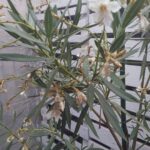 Cómo tratar enfermedades comunes en plantas de adelfa