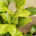 Cómo tratar enfermedades comunes en plantas de jazmín