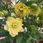 Cómo tratar enfermedades del Hellebore en plantas de jardín