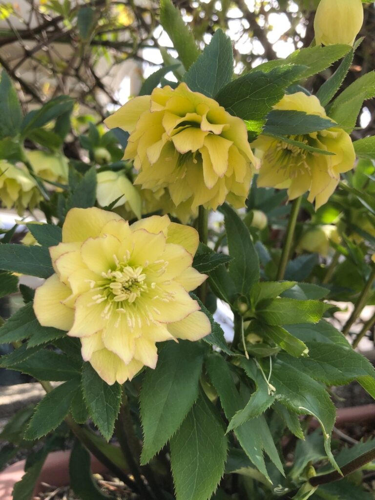Cómo tratar enfermedades del Hellebore en plantas de jardín