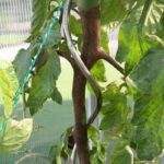 Cómo tratar enfermedades en tallos negros de tomate