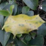 Cómo tratar hojas amarillas en arbustos de acebo