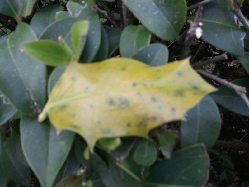 Cómo tratar hojas amarillas en arbustos de acebo