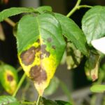Cómo tratar hojas enfermas por el hongo en jardines