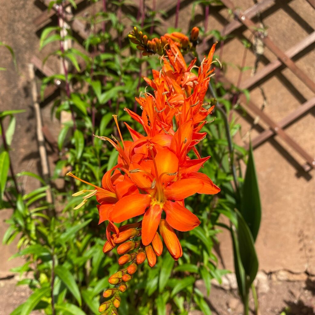 Cómo tratar hojas marrones y enfermedades en Crocosmia