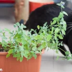 Cómo tratar intoxicaciones por Spathiphyllum en gatos