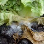 Cómo tratar la lechuga con podredumbre blanda