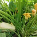Cómo tratar la pudrición en las flores de calabacín