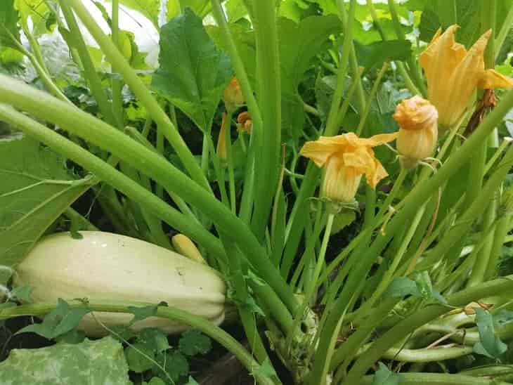 Cómo tratar la pudrición en las flores de calabacín