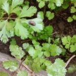 Cómo tratar las manchas en las hojas de cilantro