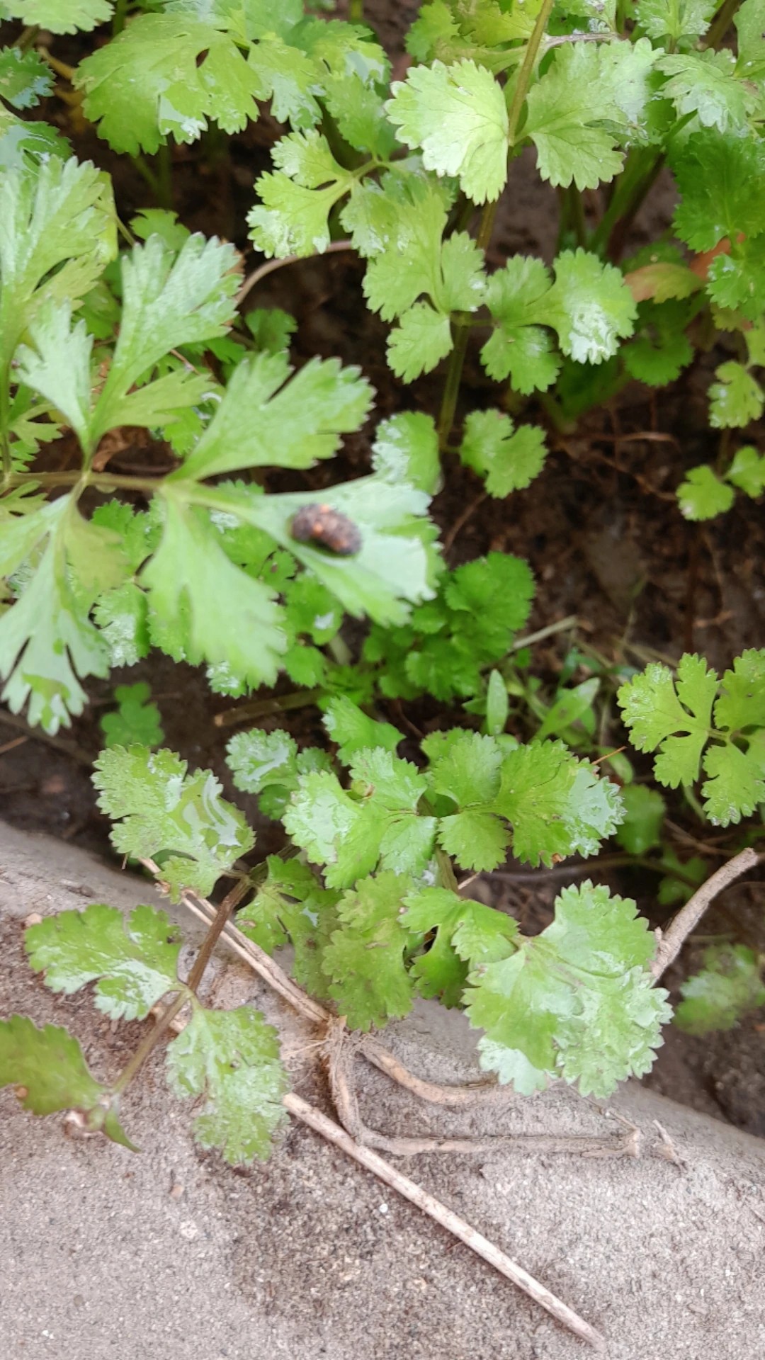 Cómo tratar las manchas en las hojas de cilantro