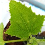 Cómo tratar los puntos marrones en las hojas de pepino
