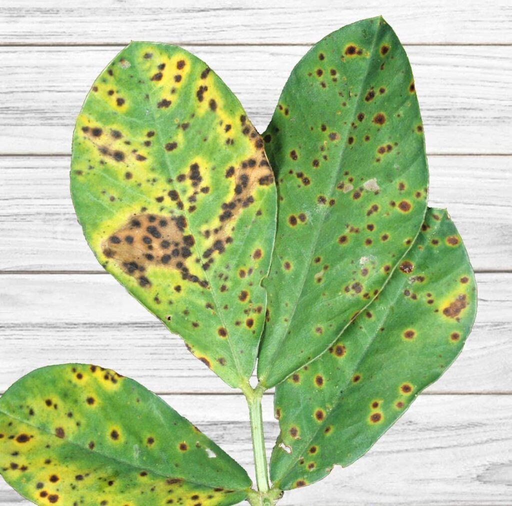 Cómo tratar manchas foliares fúngicas en plantas