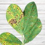 Cómo tratar manchas foliares fúngicas en plantas