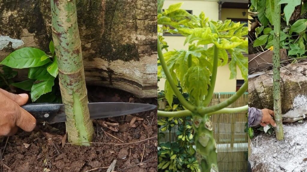 Cómo tratar y prevenir enfermedades en árboles de papaya